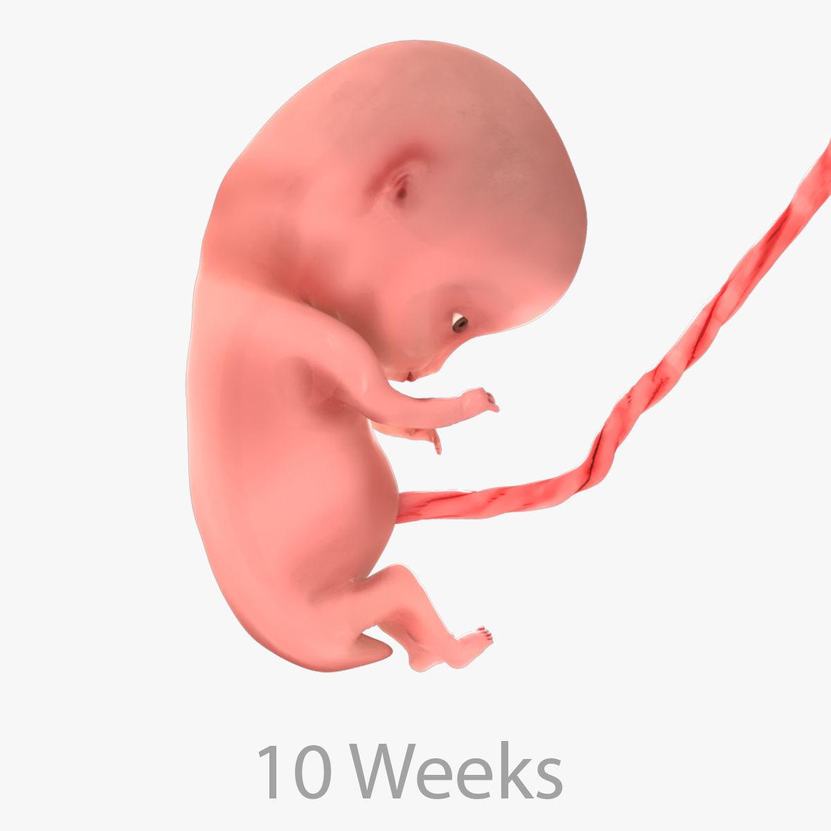 Animated and Morphed Human Fetus Low-poly 3D model_49