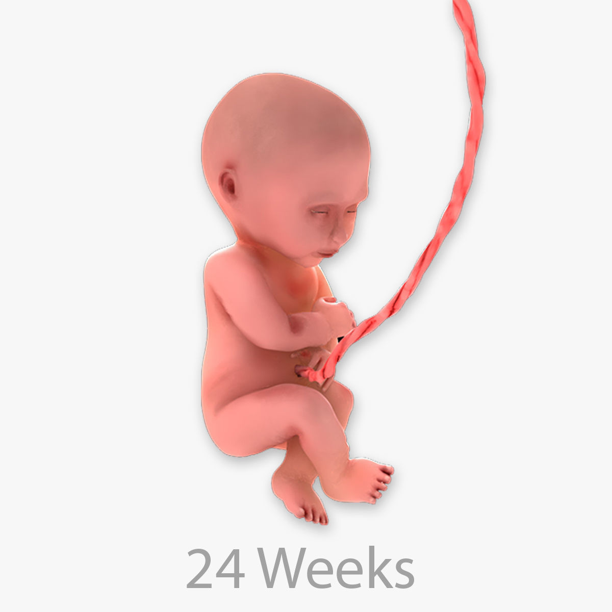 Animated and Morphed Human Fetus Low-poly 3D model_51
