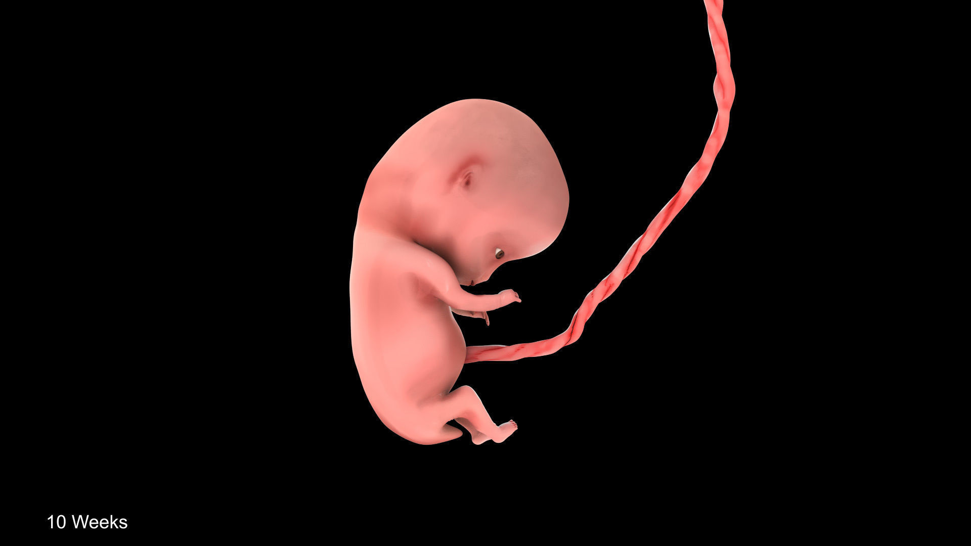 Animated and Morphed Human Fetus Low-poly 3D model_29