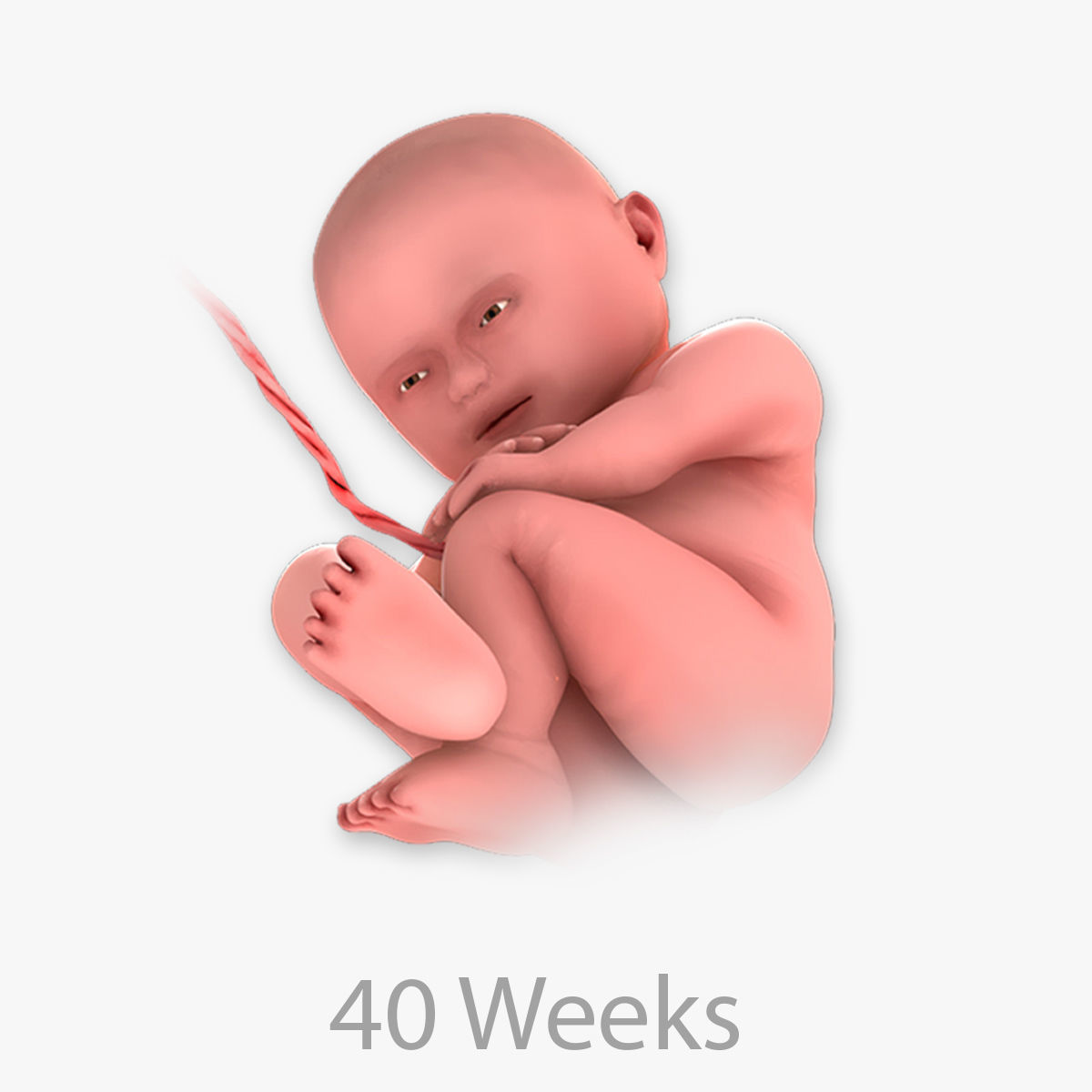 Animated and Morphed Human Fetus Low-poly 3D model_52