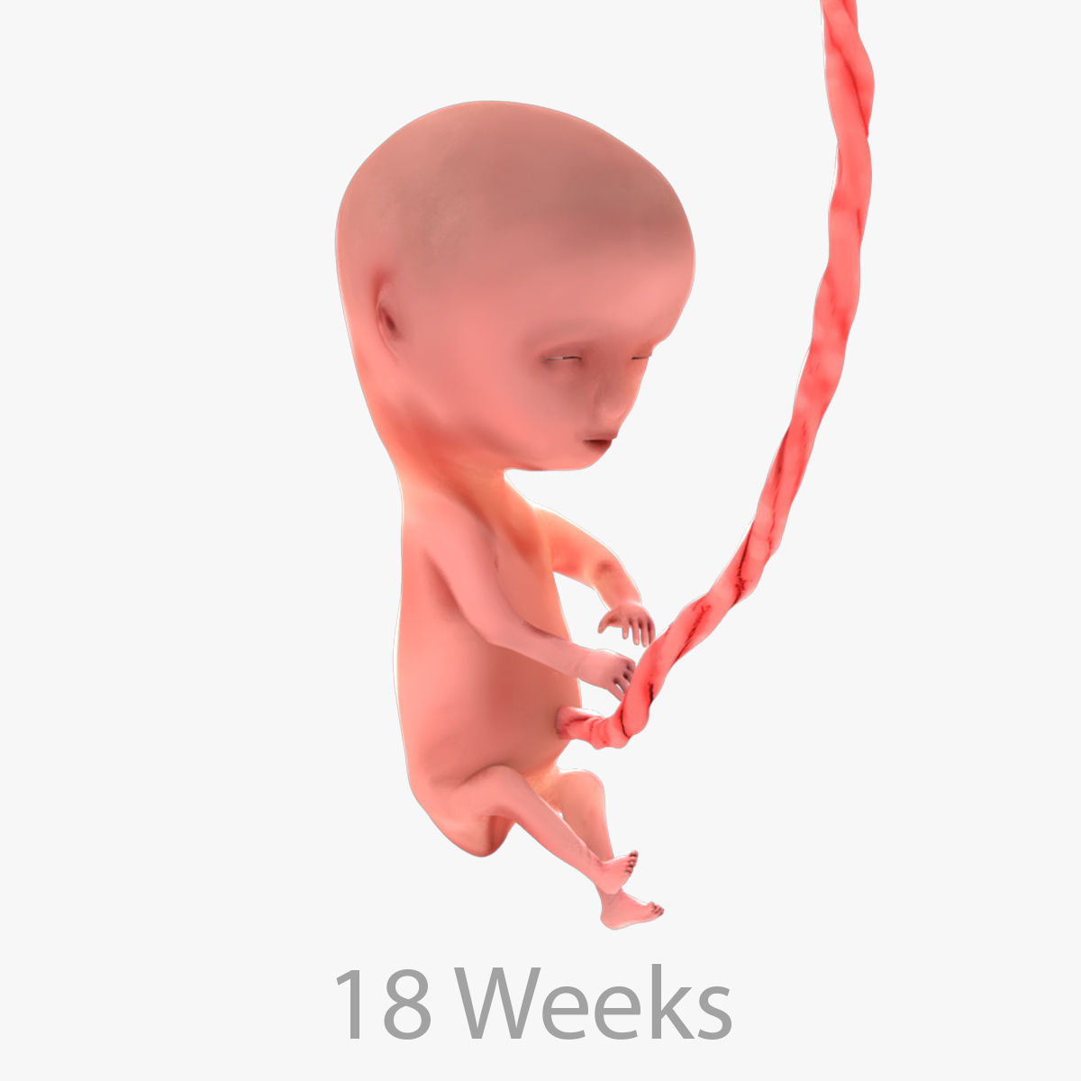 Animated and Morphed Human Fetus Low-poly 3D model_50