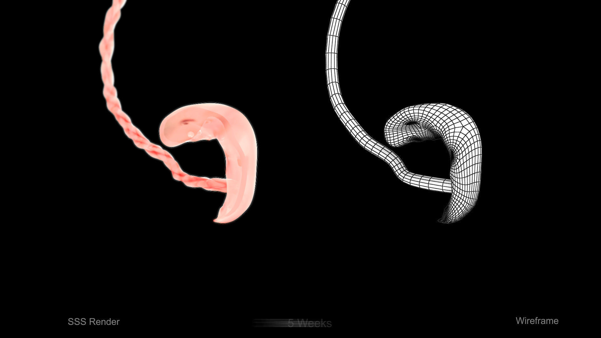 Animated and Morphed Human Fetus Low-poly 3D model_7