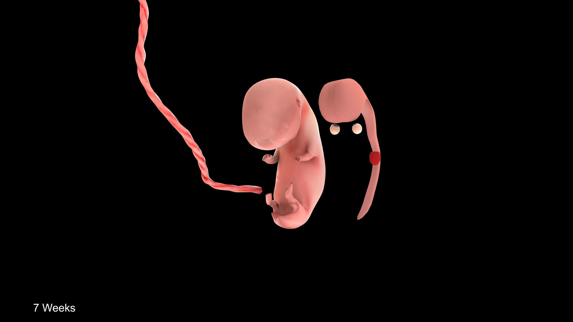 Animated and Morphed Human Fetus Low-poly 3D model_23