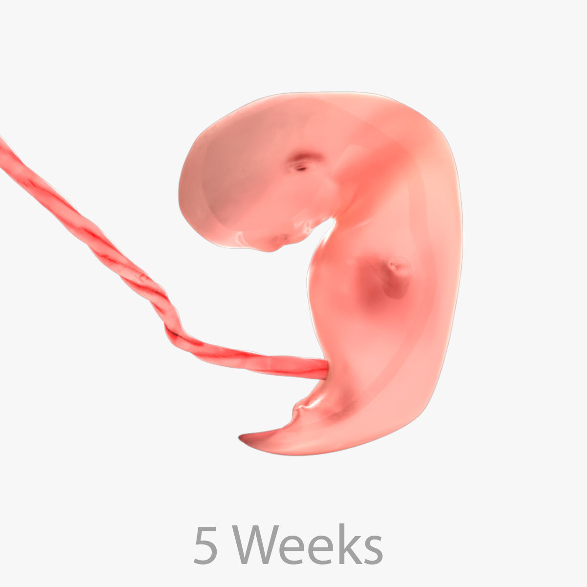 Animated and Morphed Human Fetus Low-poly 3D model_46