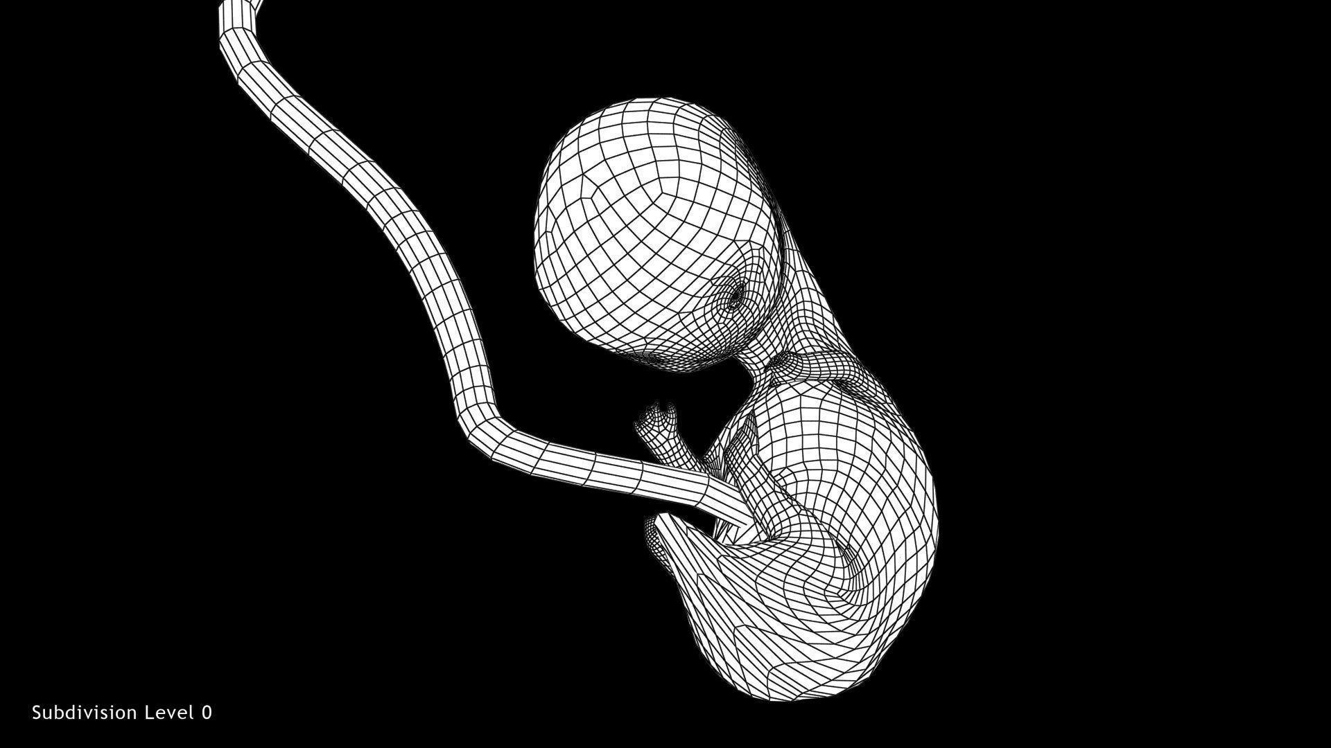 Animated and Morphed Human Fetus Low-poly 3D model_26