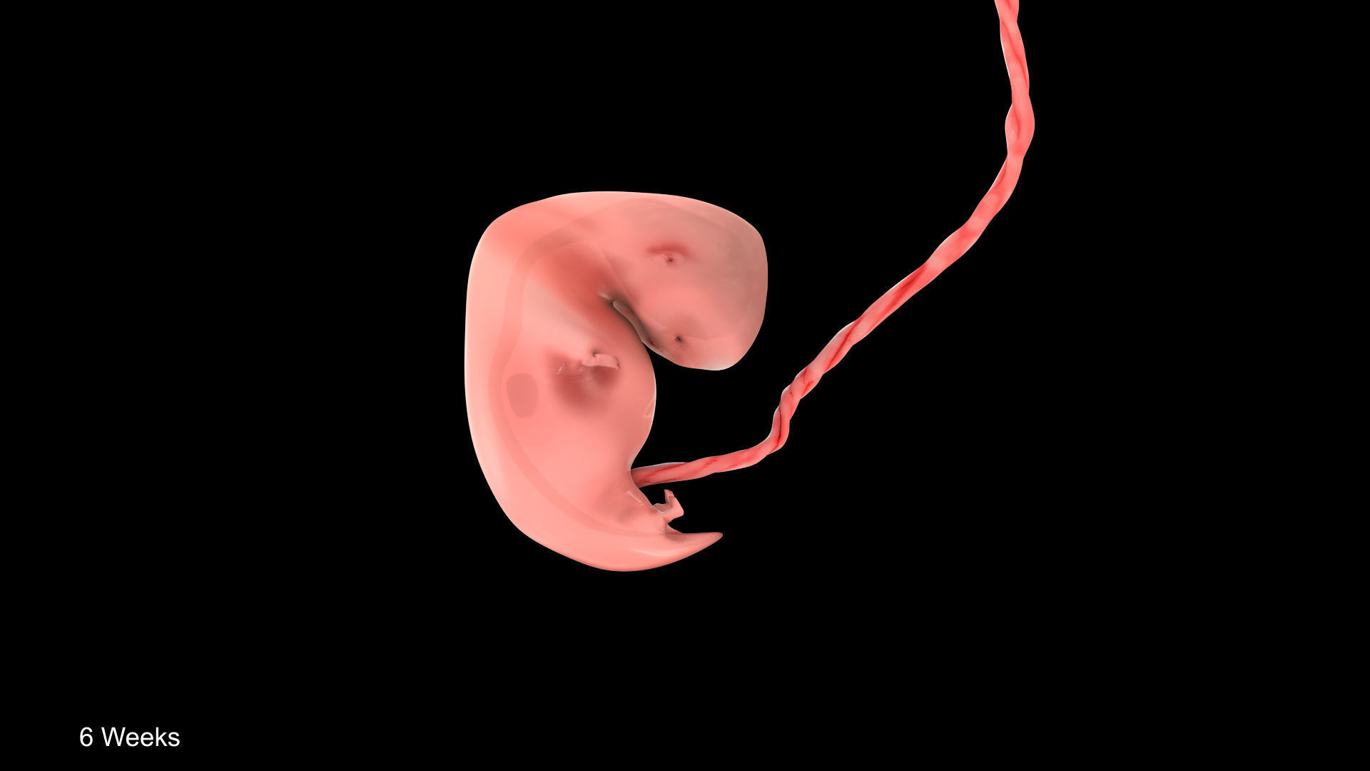 Animated and Morphed Human Fetus Low-poly 3D model_19
