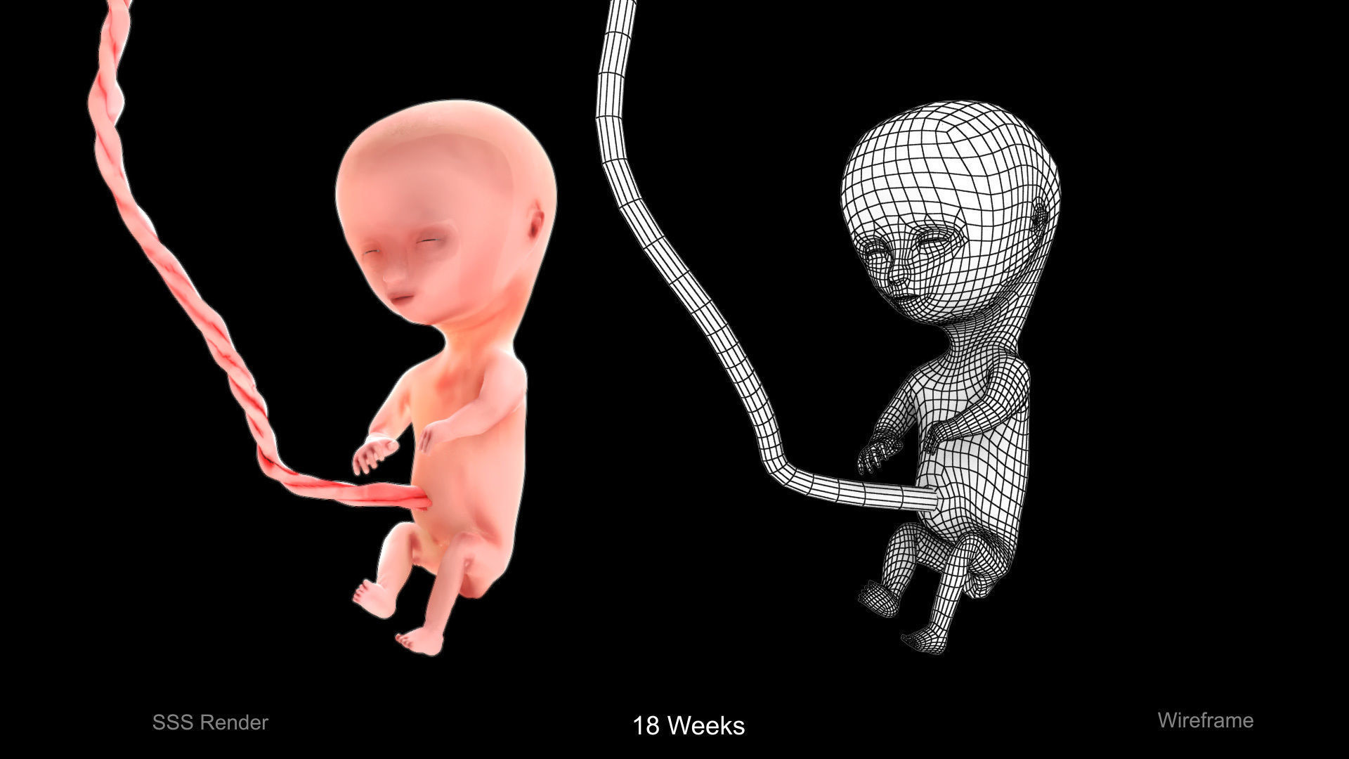 Animated and Morphed Human Fetus Low-poly 3D model_9