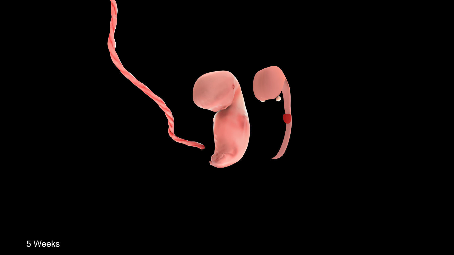 Animated and Morphed Human Fetus Low-poly 3D model_14