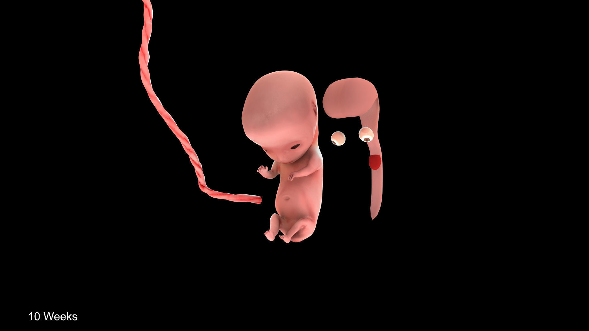 Animated and Morphed Human Fetus Low-poly 3D model_28