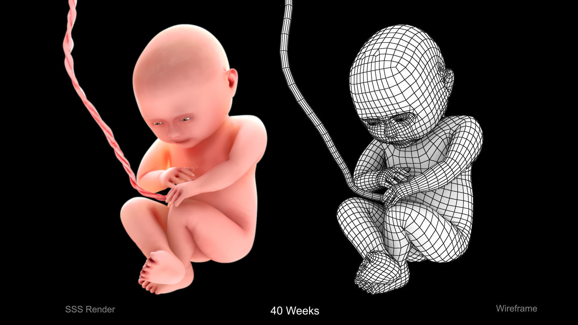 Animated and Morphed Human Fetus Low-poly 3D model_6