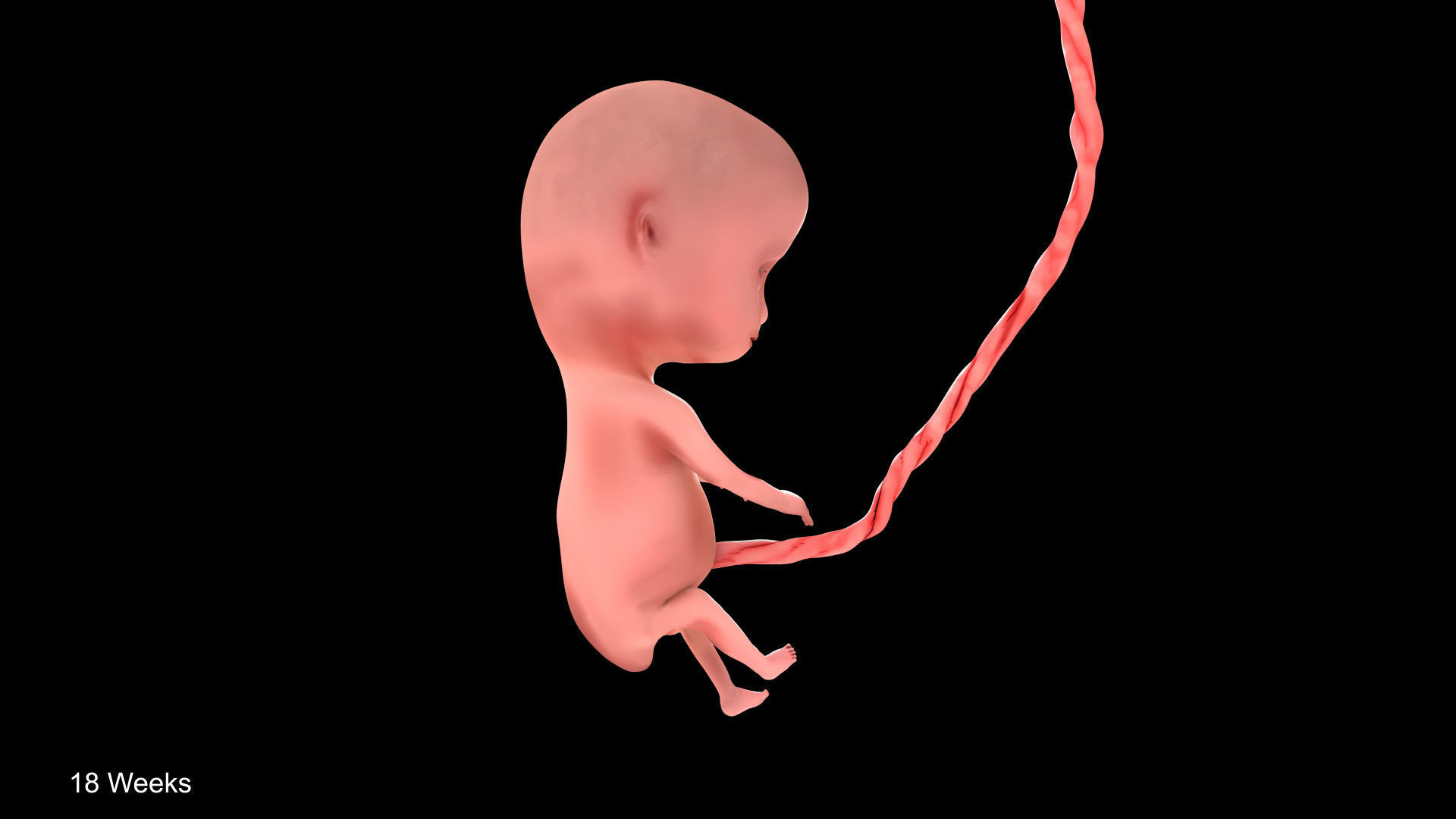 Animated and Morphed Human Fetus Low-poly 3D model_33