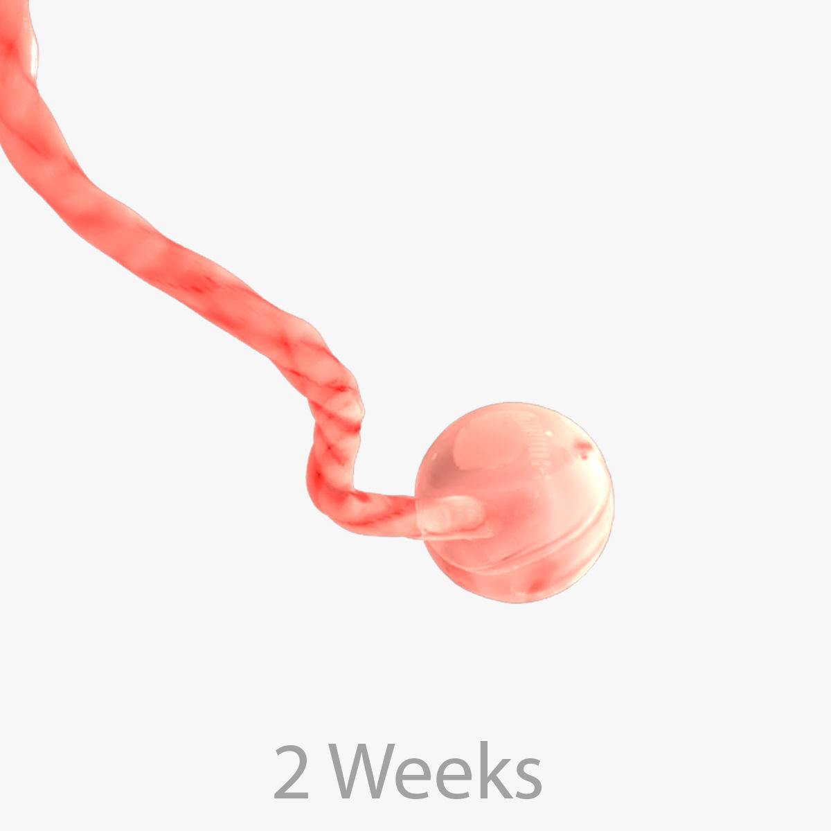 Animated and Morphed Human Fetus Low-poly 3D model_44