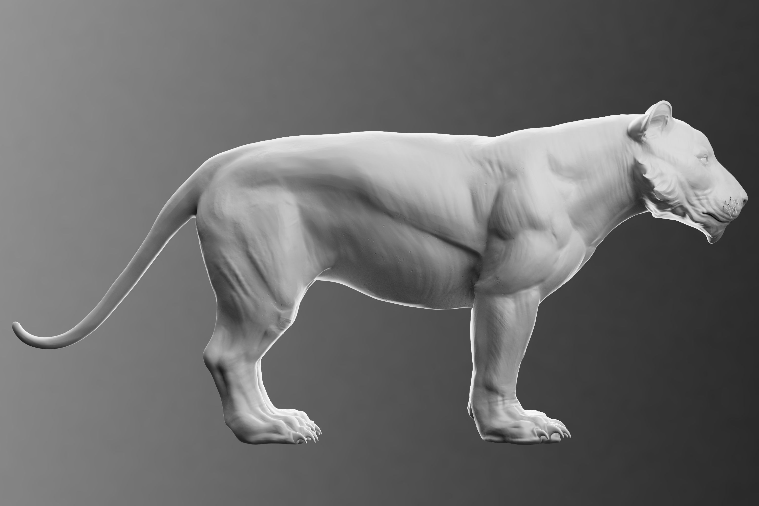 Stylized Tiger  3D model_7