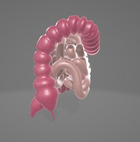 HUMAN INTESTINE 3D MODEL - ANATOMY 3D model_4