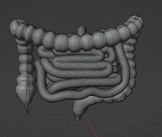 HUMAN INTESTINE 3D MODEL - ANATOMY 3D model_5