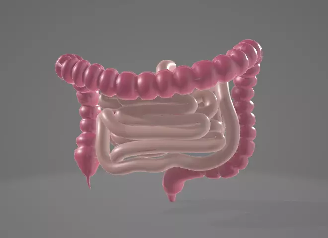 HUMAN INTESTINE 3D MODEL - ANATOMY 3D model_0