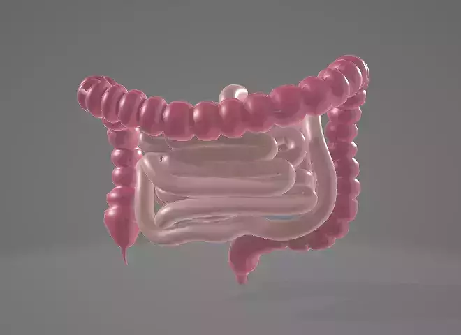 HUMAN INTESTINE 3D MODEL - ANATOMY 3D model