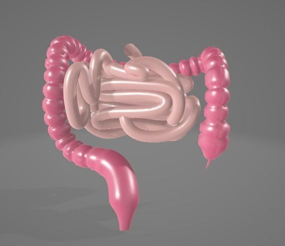 HUMAN INTESTINE 3D MODEL - ANATOMY 3D model_3