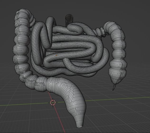 HUMAN INTESTINE 3D MODEL - ANATOMY 3D model_6