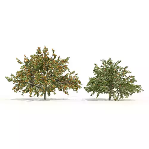 2 Freestone Peach fruit Trees 3D model