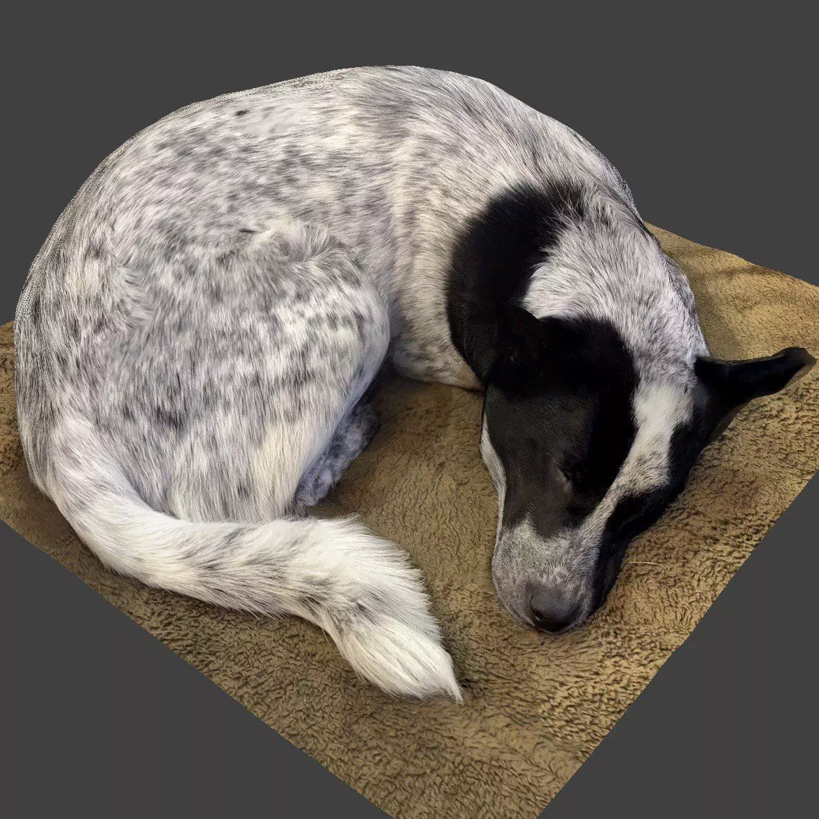 オーダー受付　Sleeping　わんこ　ご予約ページ　1/4 The Sleeping Dog - Japanese cute dog 3D model 3D printable | CGTrader