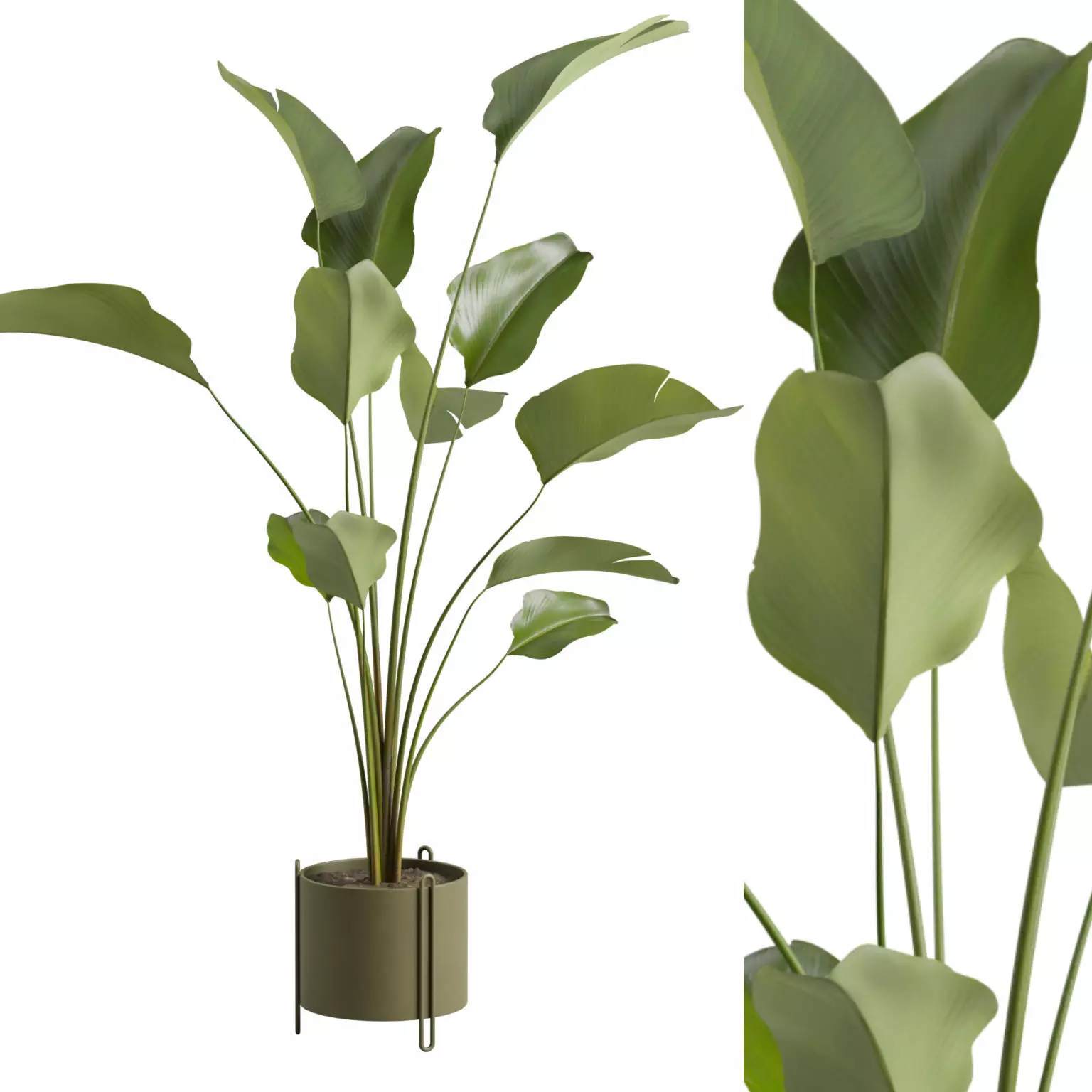 Potted Calathea Lutea 3D model
