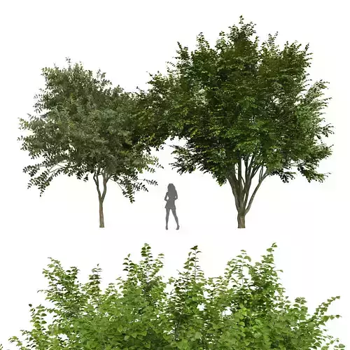 European Beech Big Joy Perfume Orange Michelia Champaca Tree 3D model