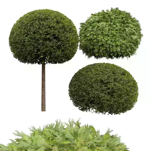 Ficus Concinna Bonsai Pruned Evergreen Shrubs Golden Globe Thuja