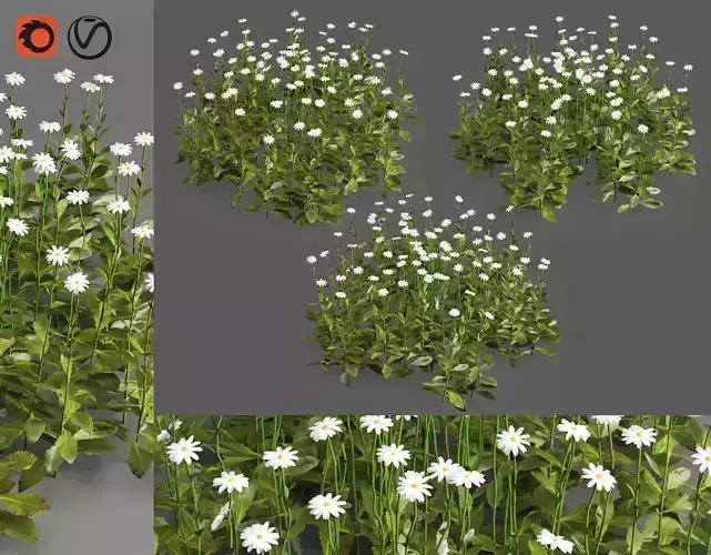 3 Daisy White Flower Bush Plants Set 01