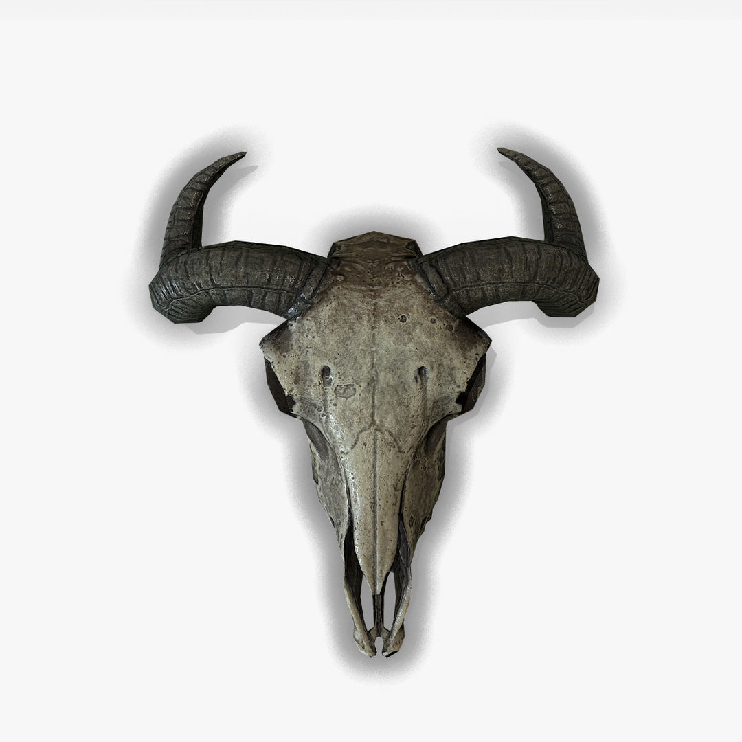 Animal Skull Low-poly 3D model_3