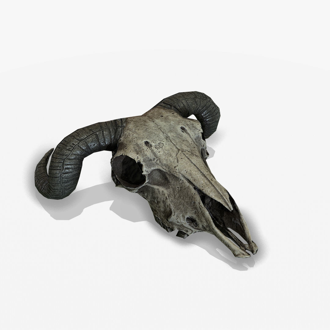 Animal Skull Low-poly 3D model_1