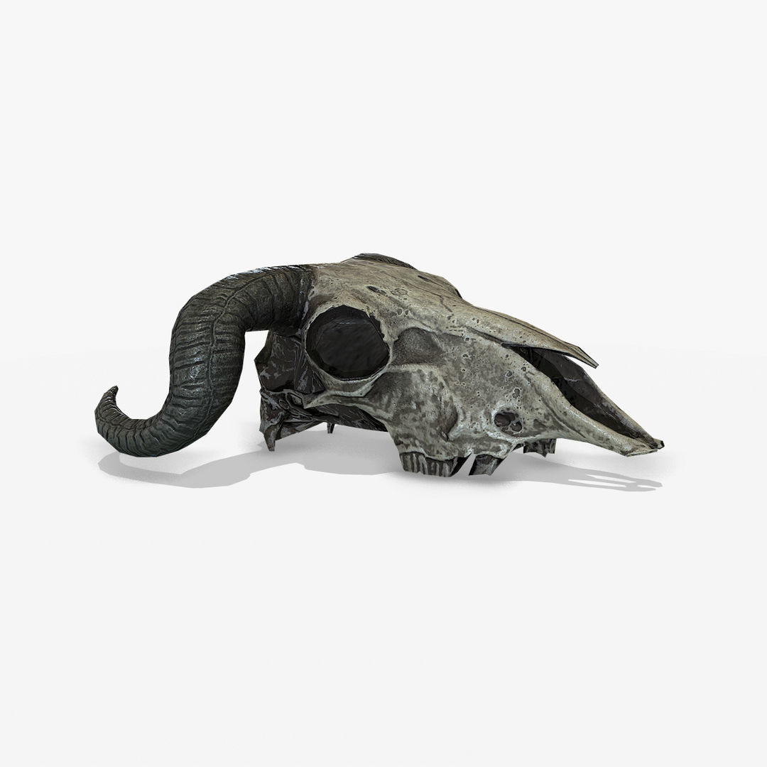 Animal Skull Low-poly 3D model_2