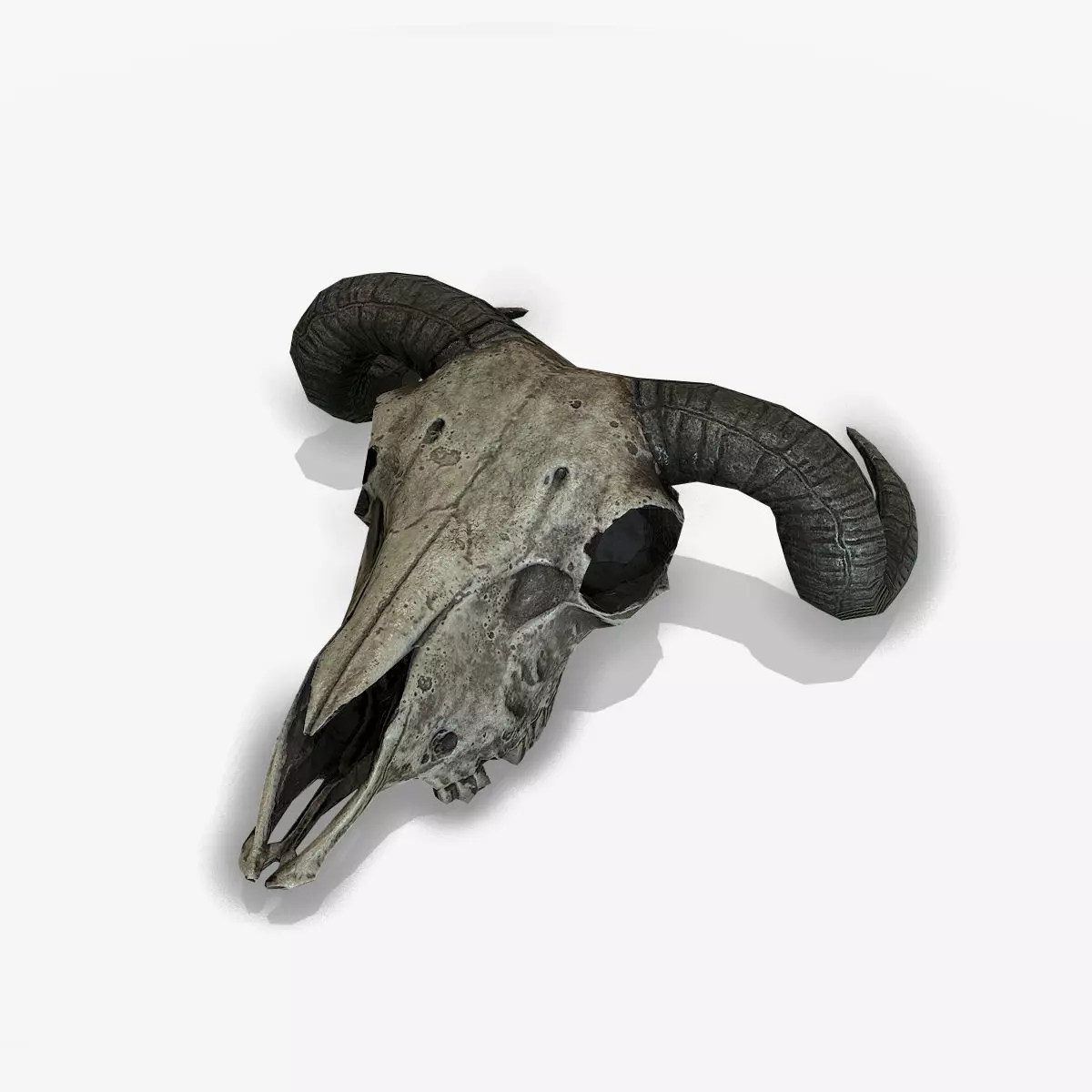Animal Skull Low-poly 3D model_0