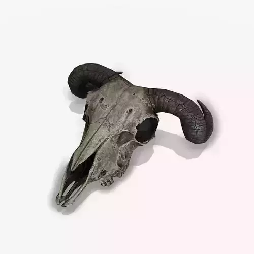 Animal Skull Low-poly 3D model