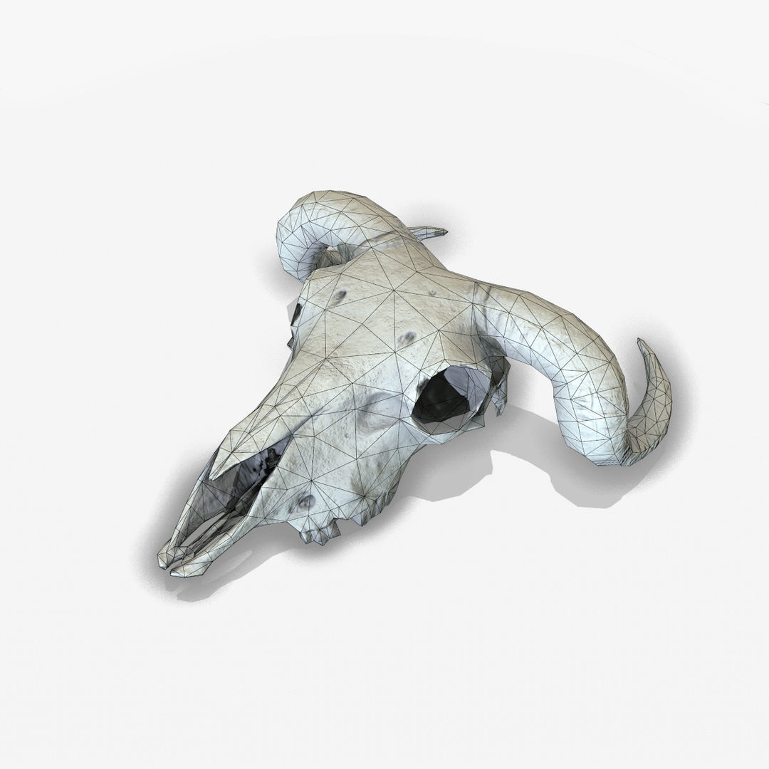 Animal Skull Low-poly 3D model_6
