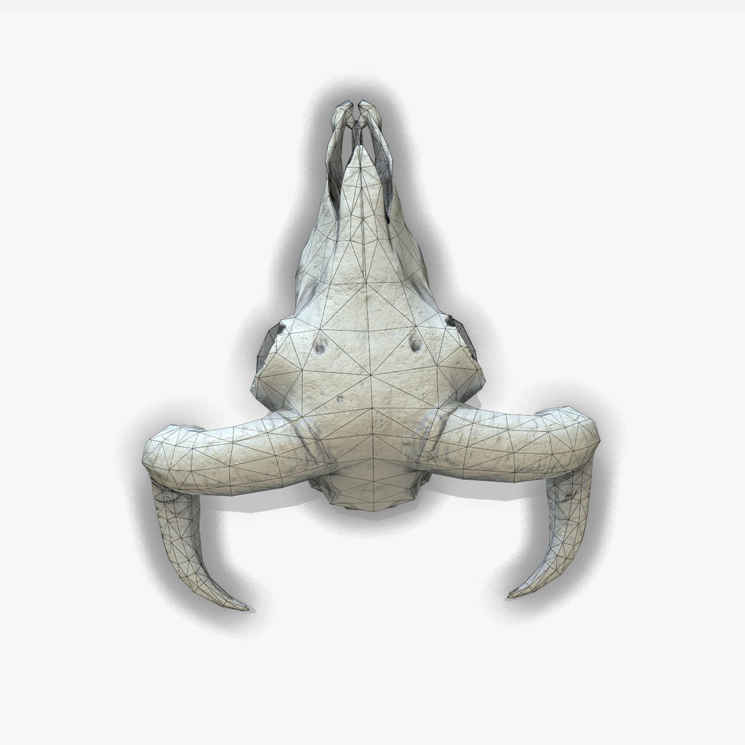 Animal Skull Low-poly 3D model_7