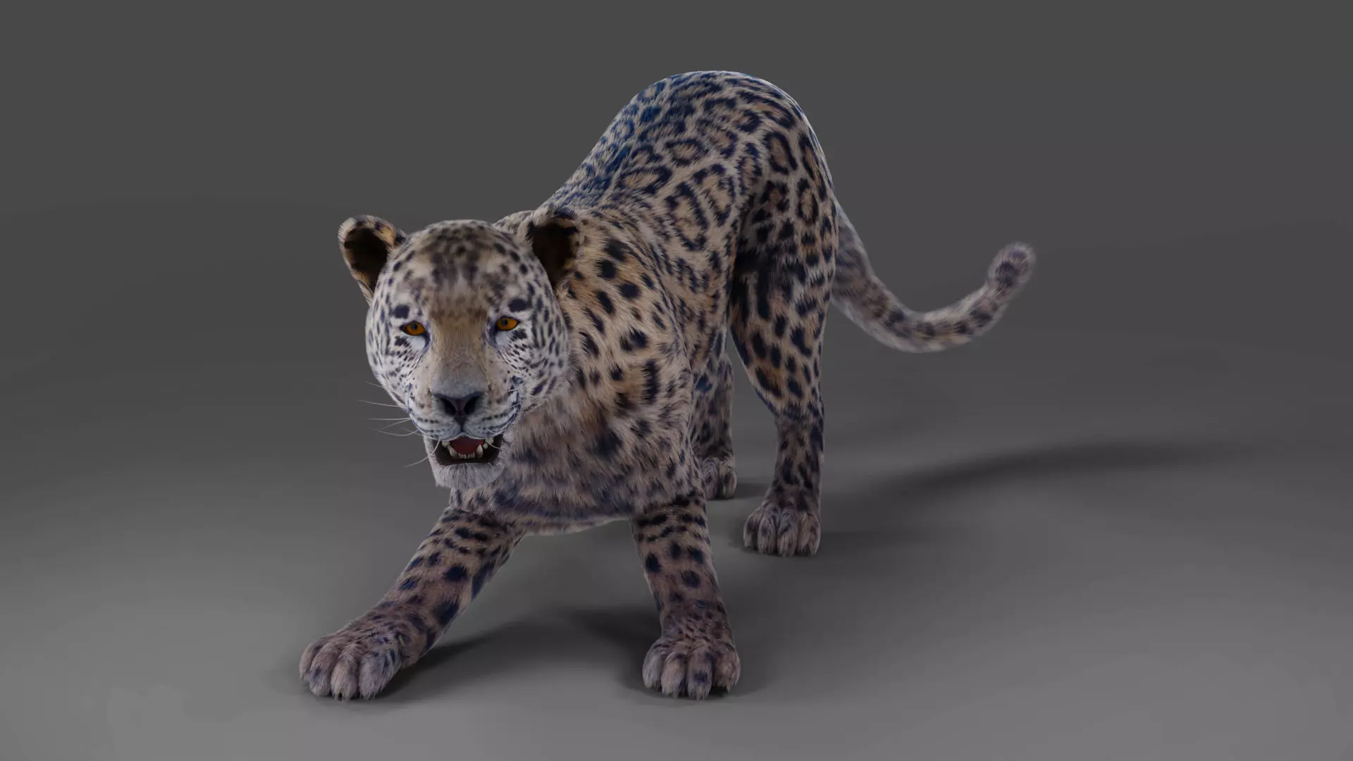 Fur Jaguar V01 Rigged and Animation in Blender Low-poly 3D model