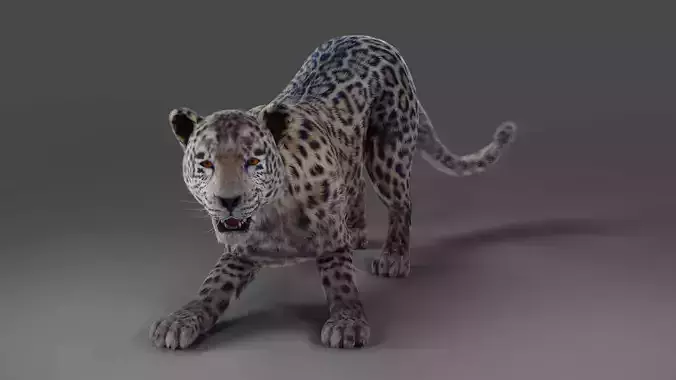 Fur Jaguar V01 Rigged and Animation in Blender