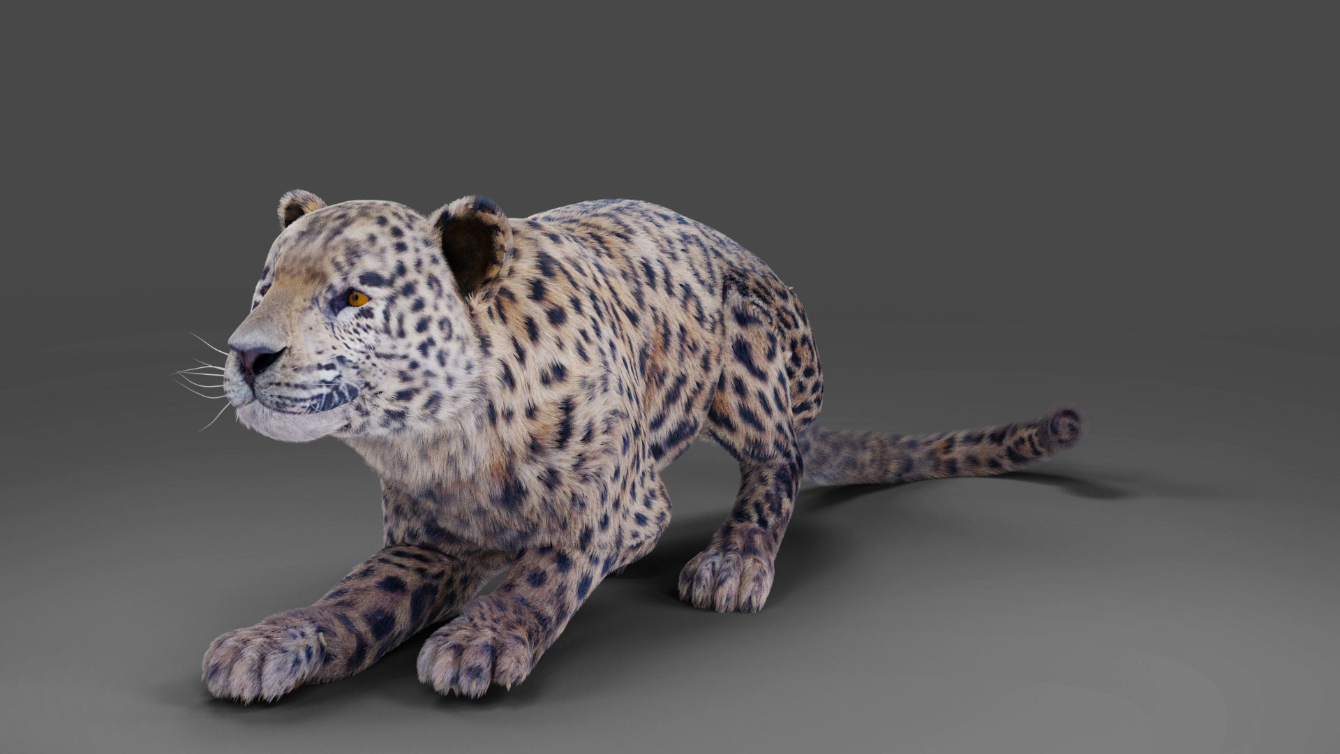 Fur Jaguar V01 Panther Rigged in Blender Low-poly 3D model_6