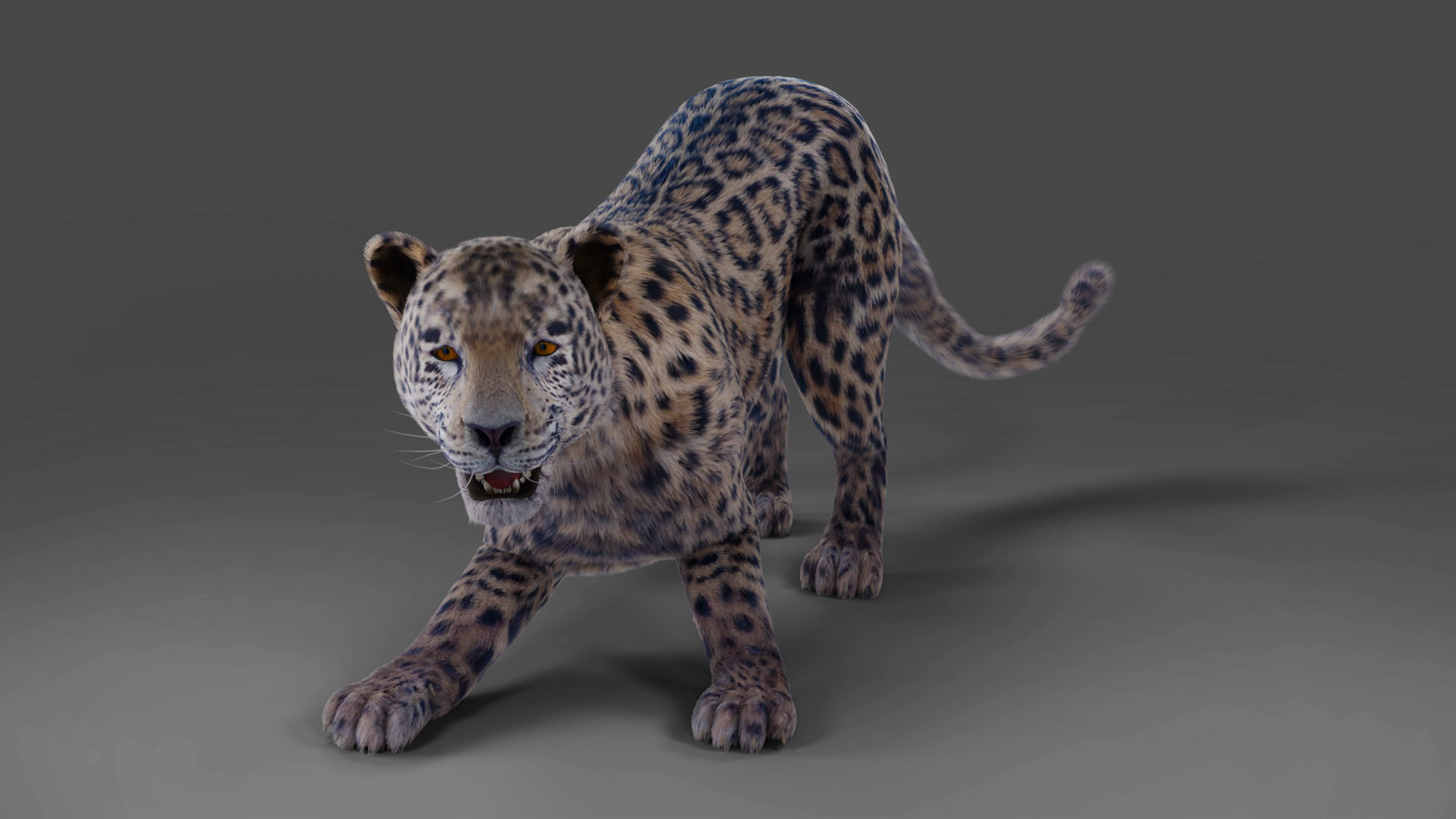  Fur Jaguar V01 Panther Rigged in Blender Low-poly 3D model_5
