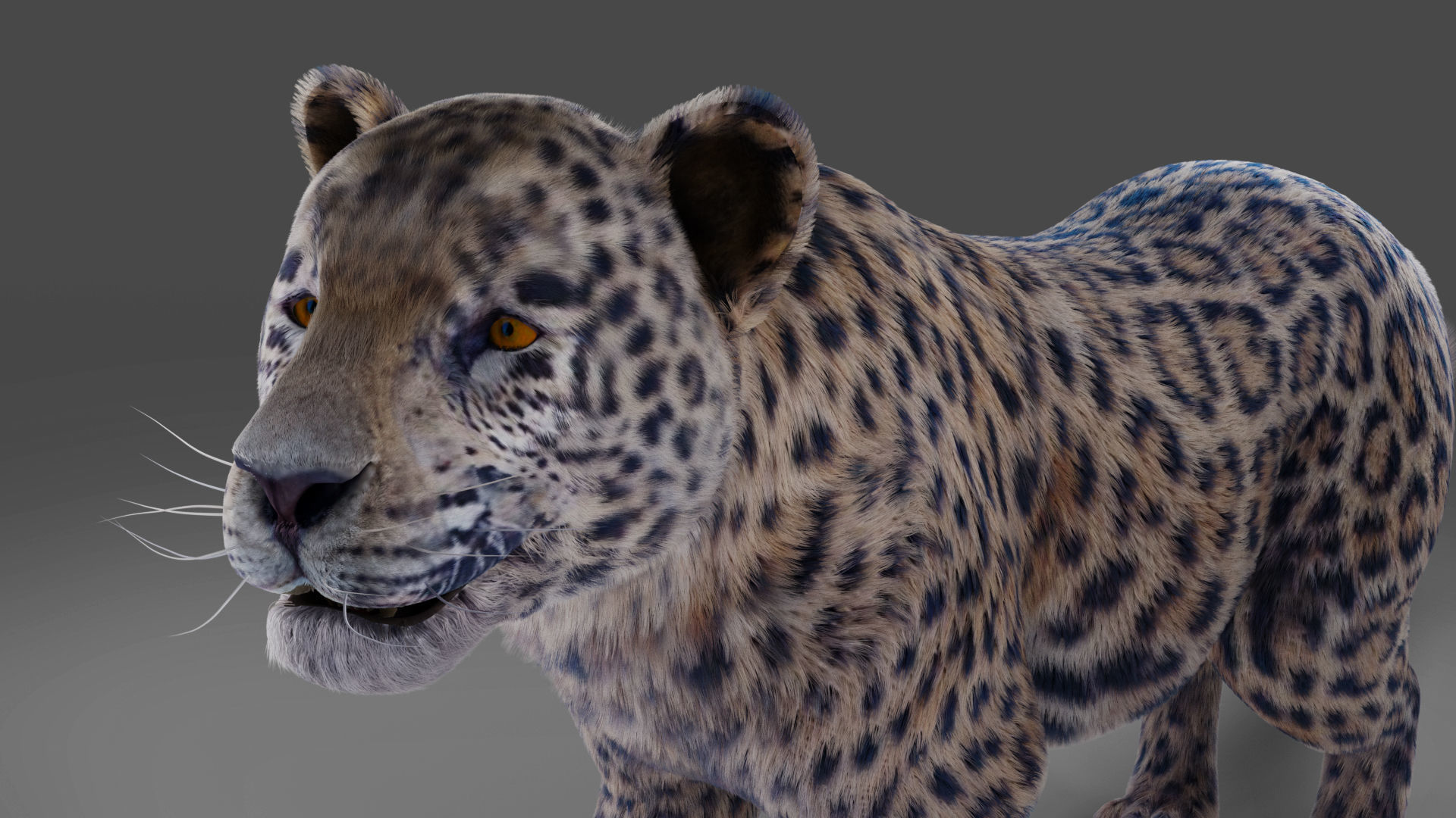  Fur Jaguar V01 Panther Rigged in Blender Low-poly 3D model_3