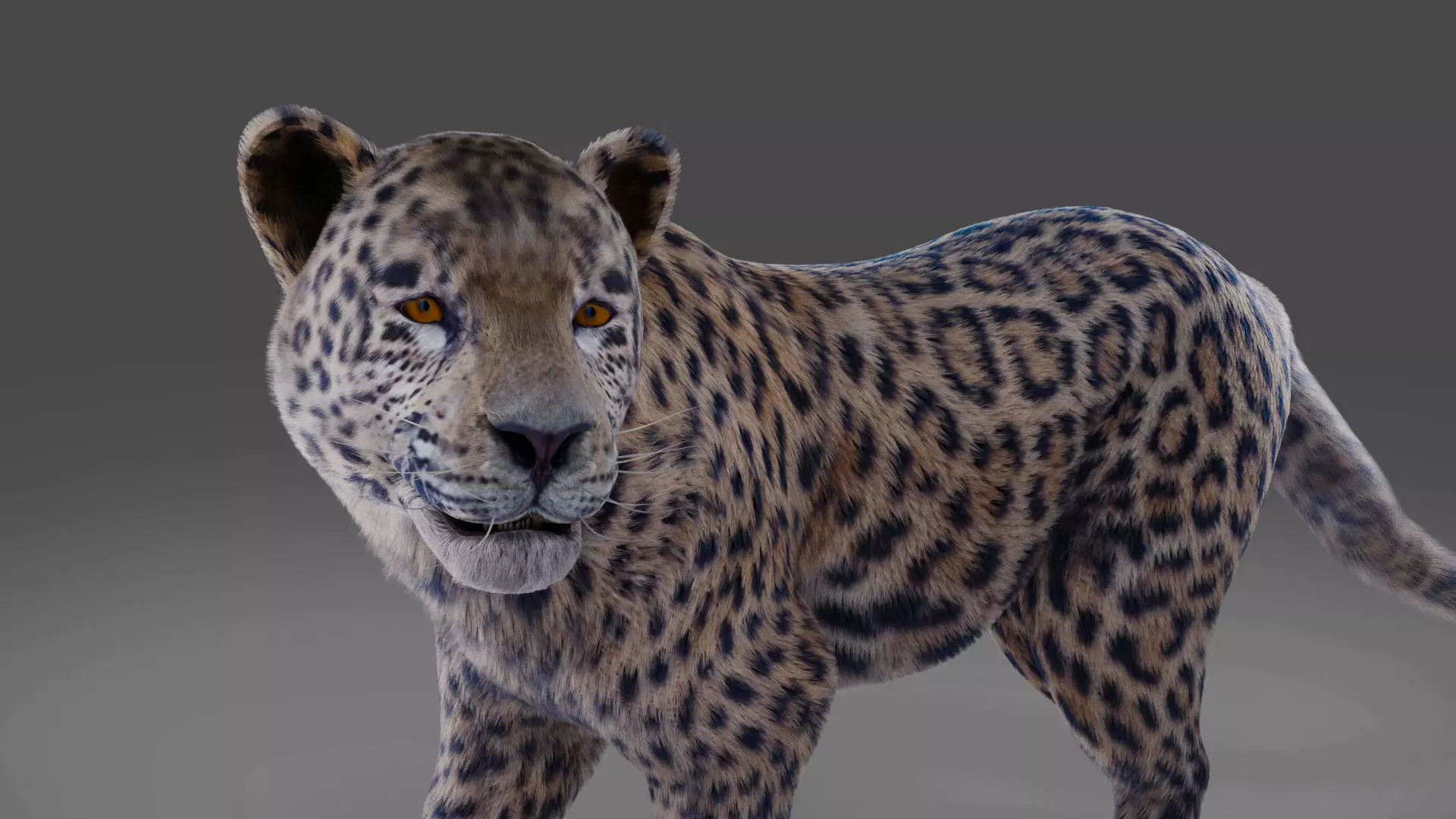  Fur Jaguar V01 Panther Rigged in Blender Low-poly 3D model_0