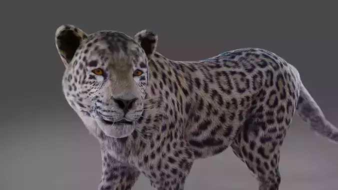  Fur Jaguar V01 Panther Rigged in Blender