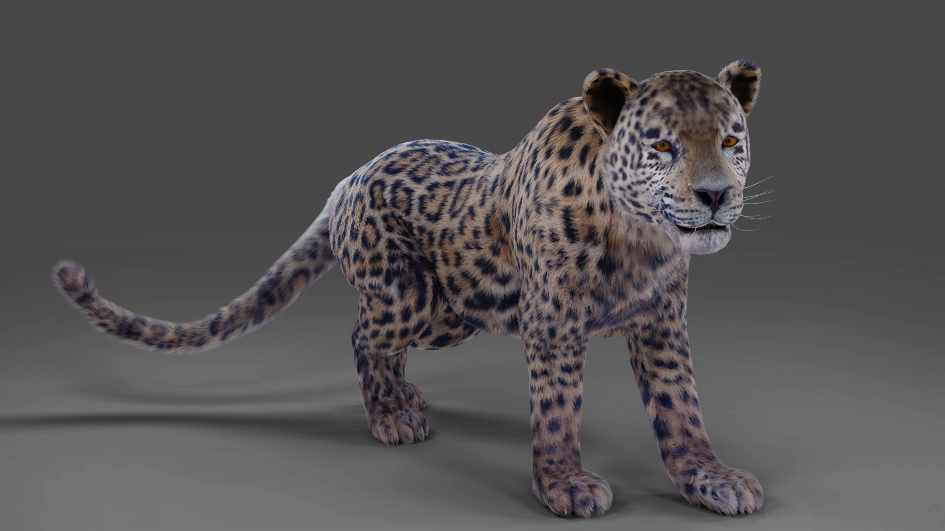  Fur Jaguar V01 Panther Rigged in Blender Low-poly 3D model_4