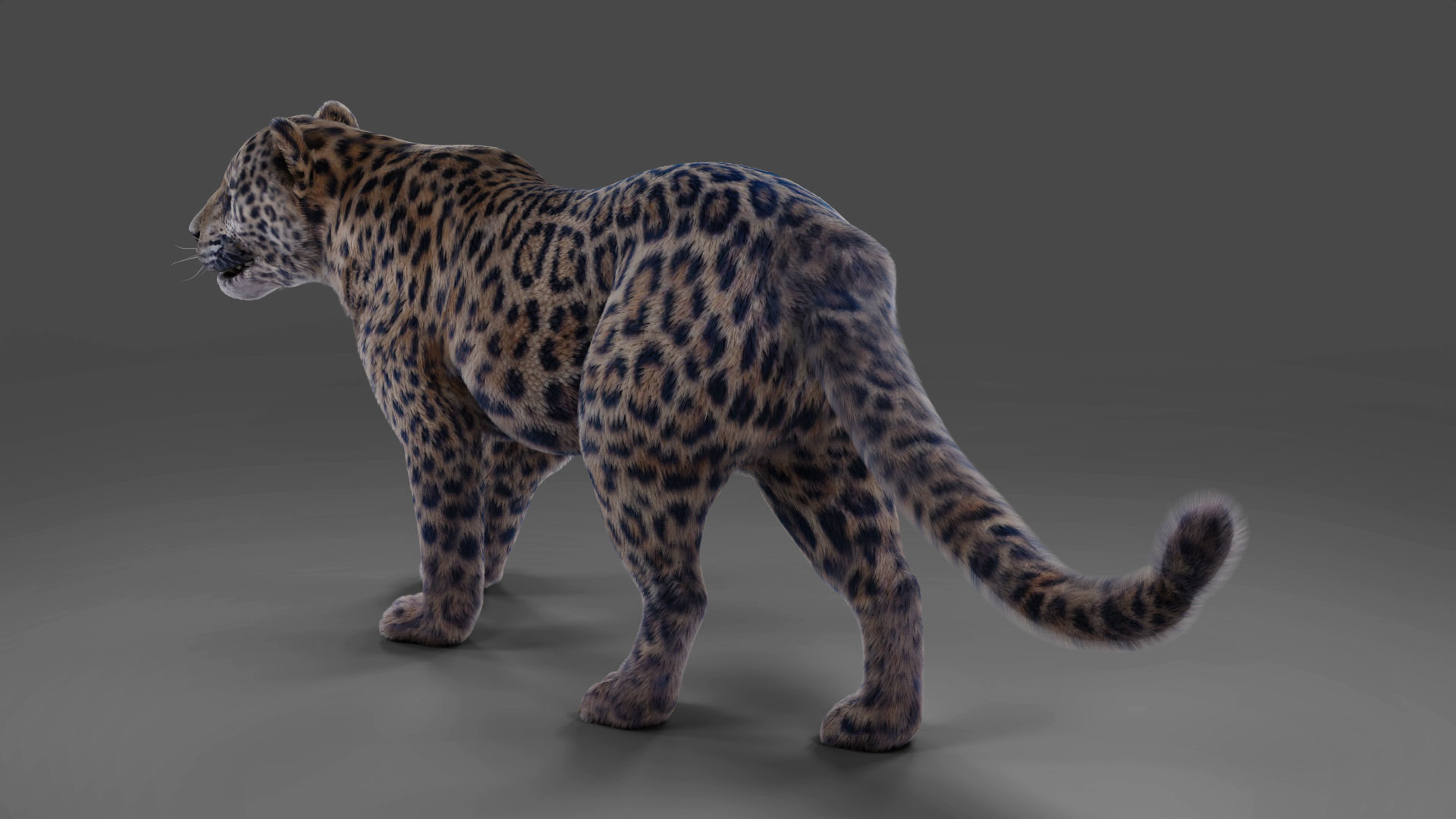  Fur Jaguar V01 Panther Rigged in Blender Low-poly 3D model_2