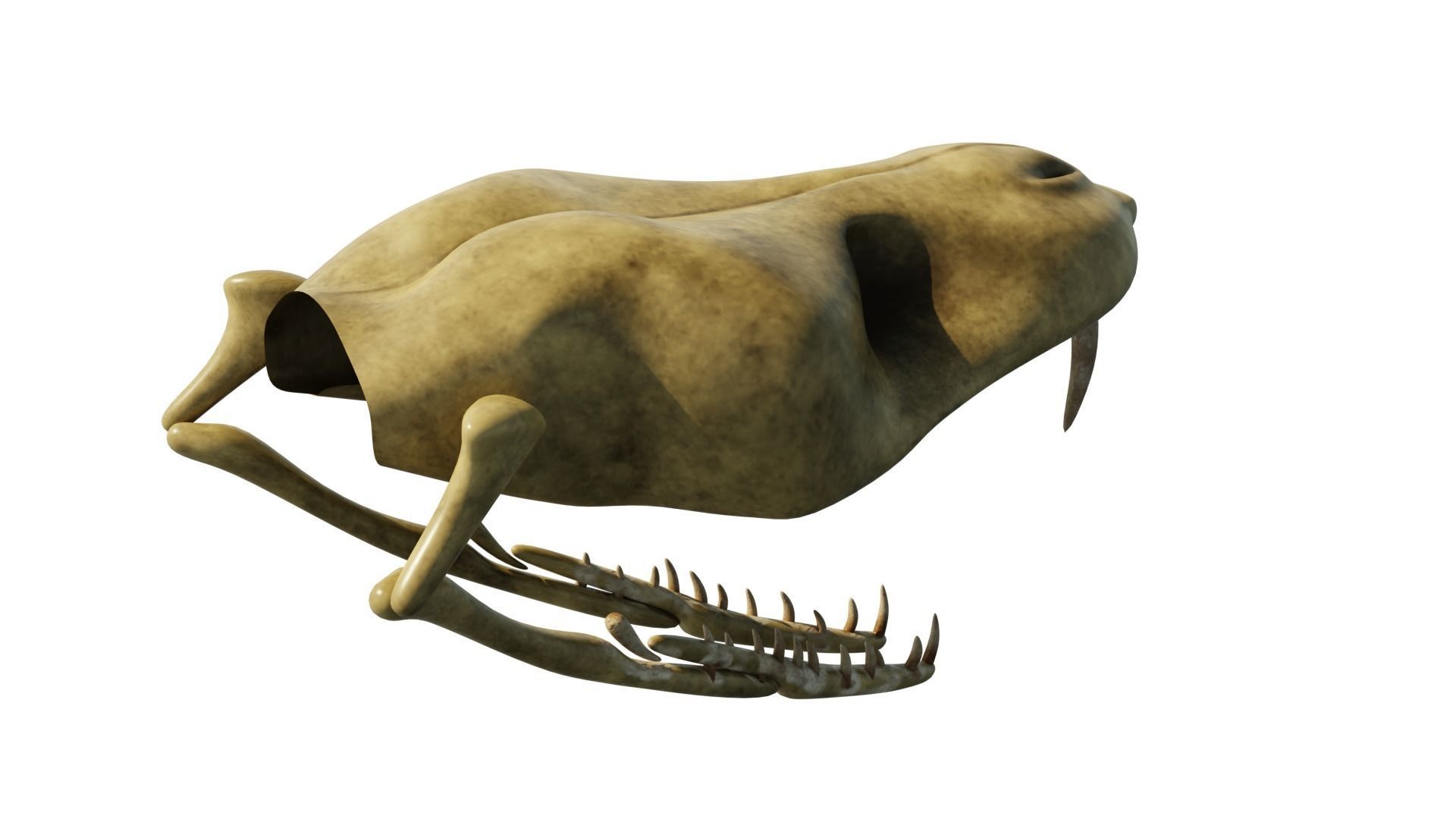 SNEAK SKULL Low-poly 3D model_32