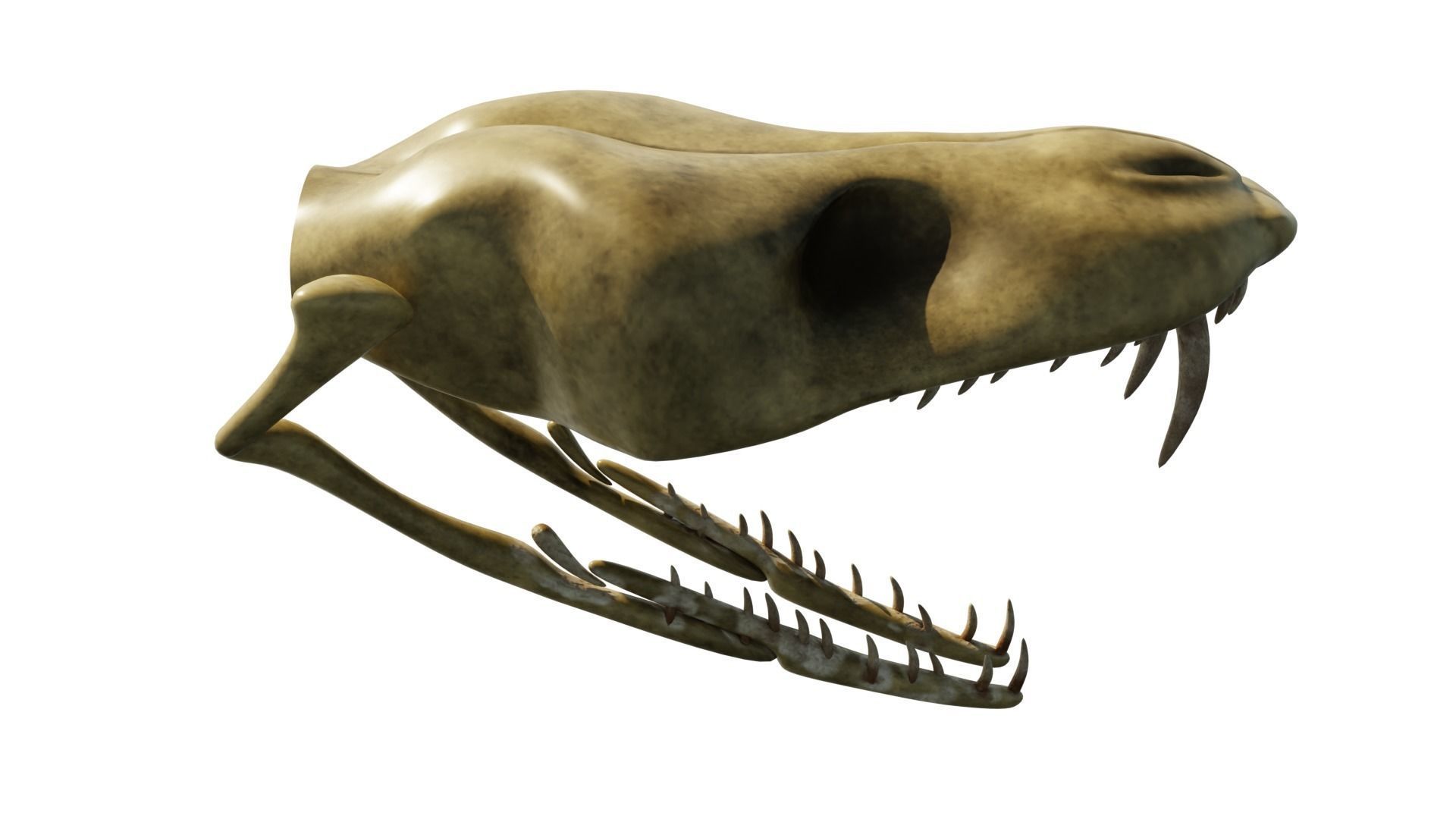 SNEAK SKULL Low-poly 3D model_39