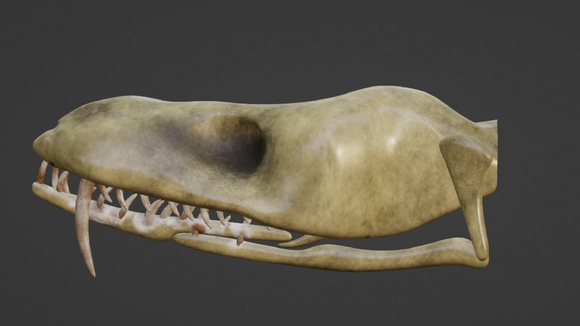 SNEAK SKULL Low-poly 3D model_10