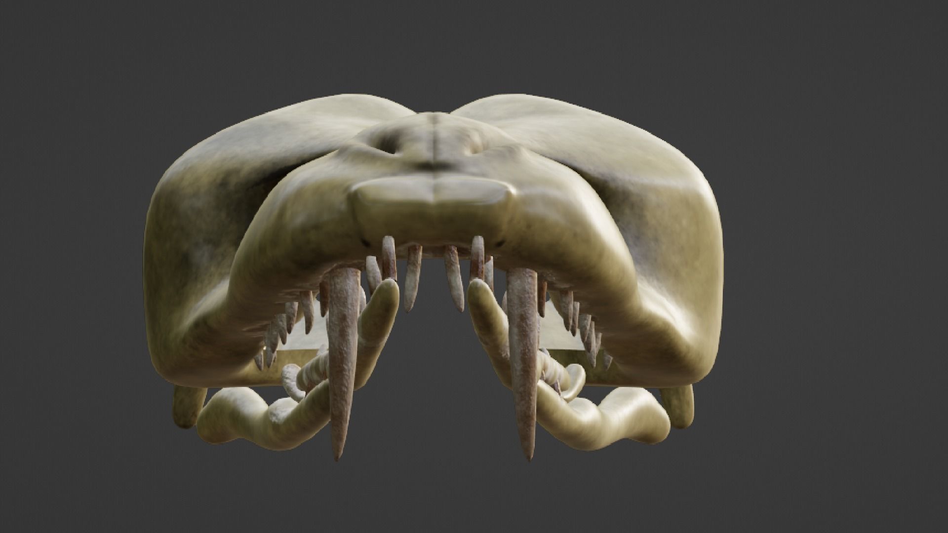 SNEAK SKULL Low-poly 3D model_7