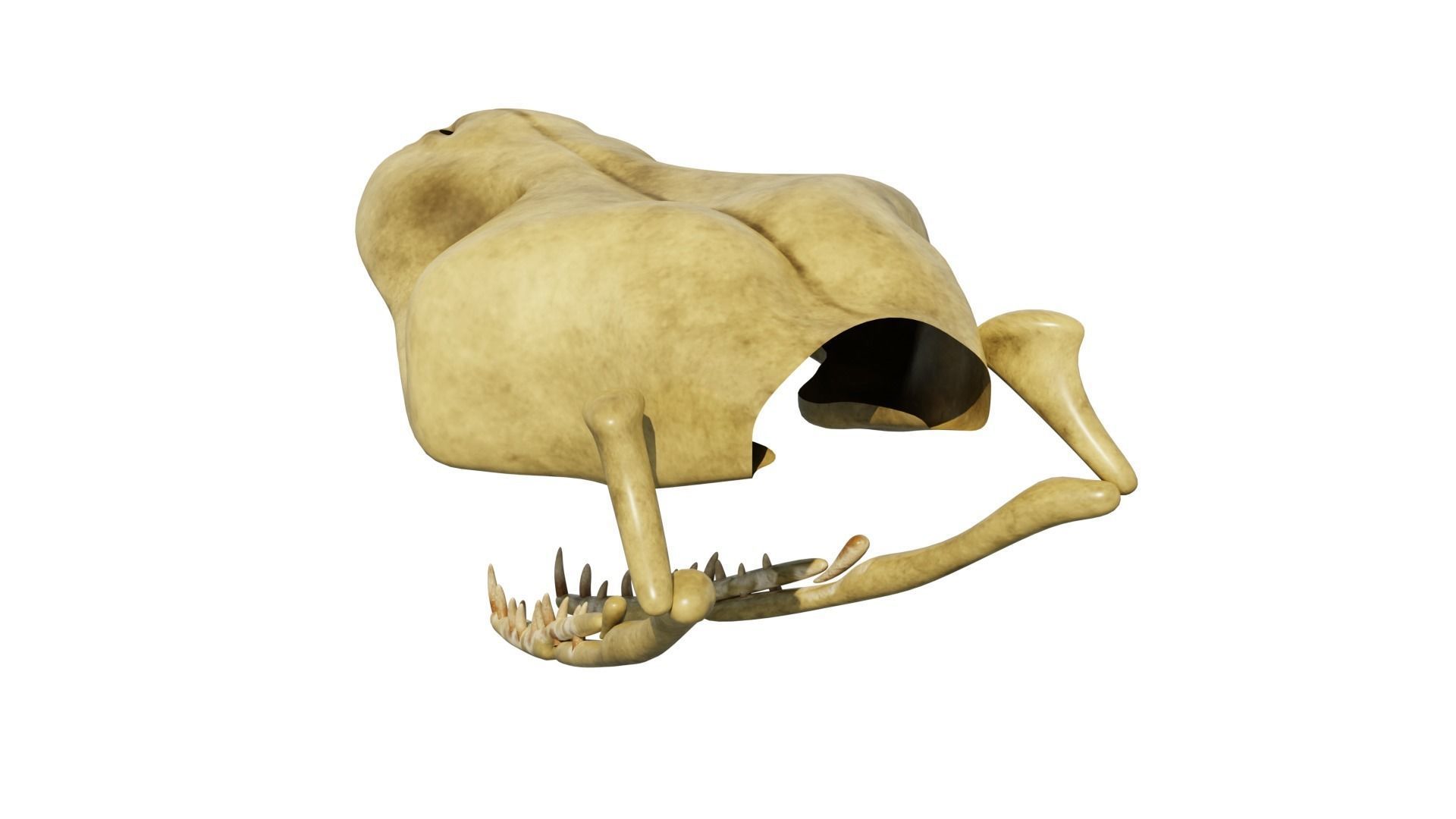 SNEAK SKULL Low-poly 3D model_31